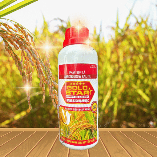 KALI GOLD STAR - 500ML