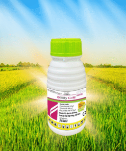 FILLY GOLD 250ML