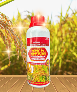 KALI GOLD STAR - 500ML